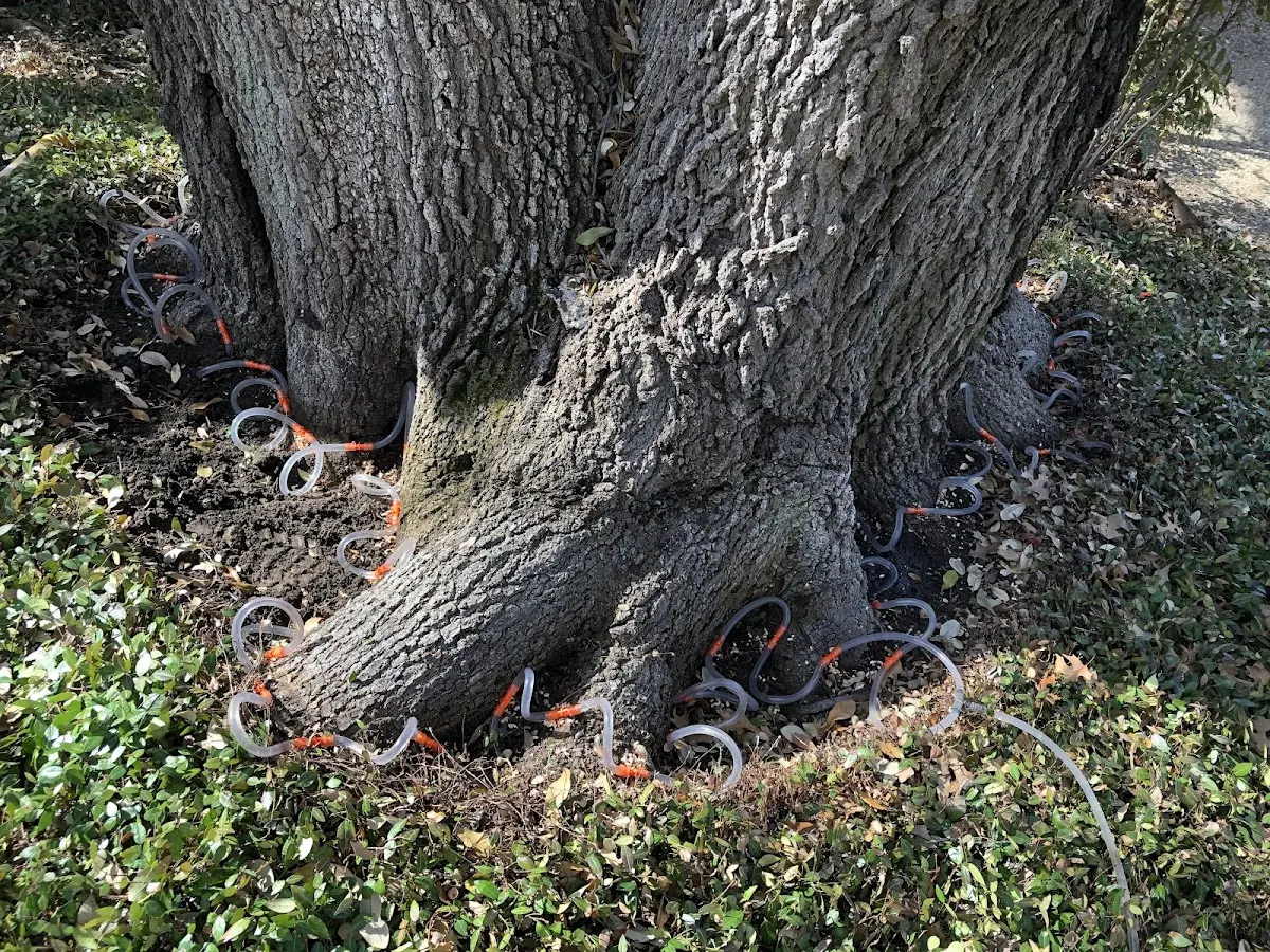 Detailed Tree Cabling and Bracing job site in Exeter