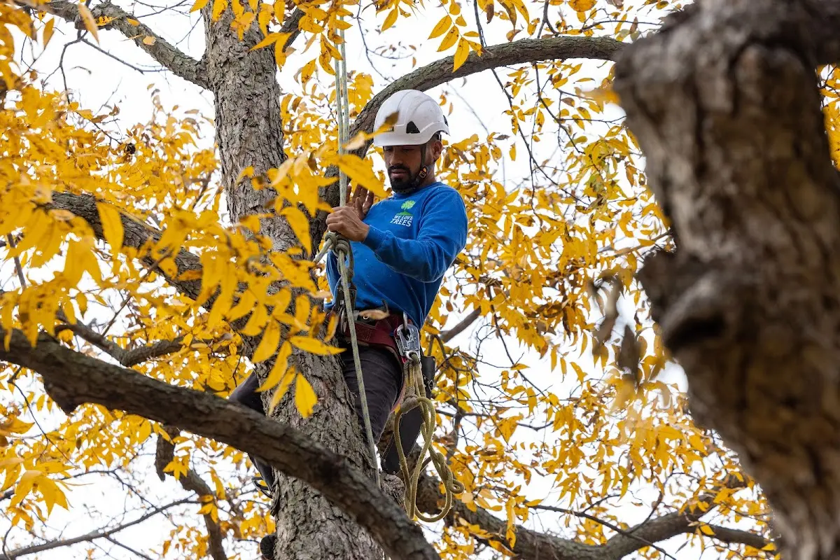 Skilled Tree Planting crew working in Exeter